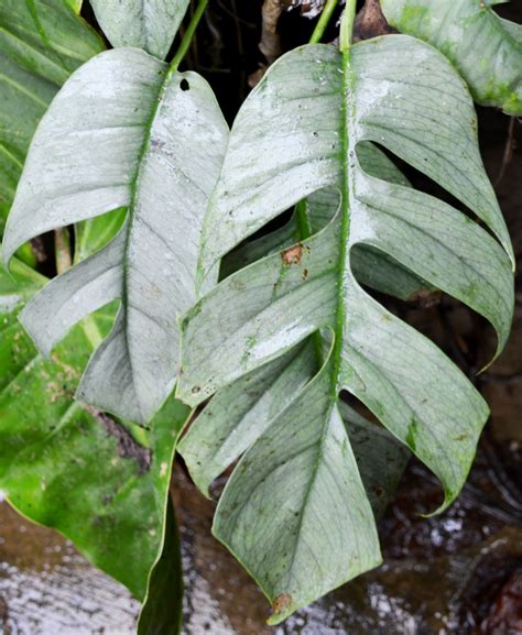 pinayum|Epipremnum pinnatum .